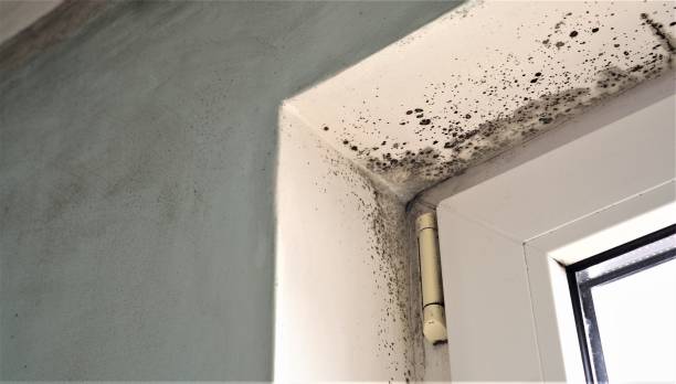 Professional Mold Removal in North Royalton, OH