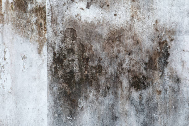Best Industrial Mold Remediation  in North Royalton, OH