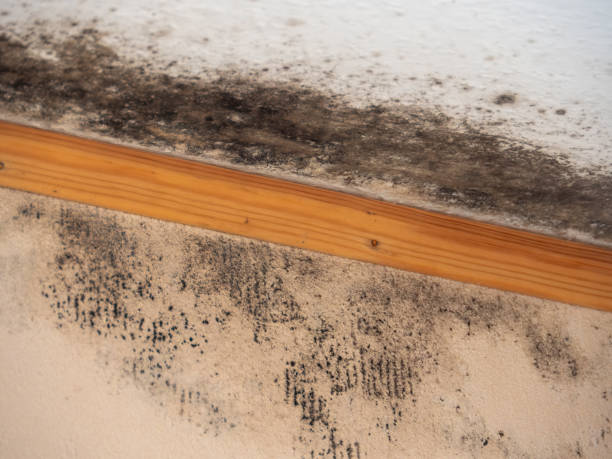 Best Attic Mold Removal  in North Royalton, OH