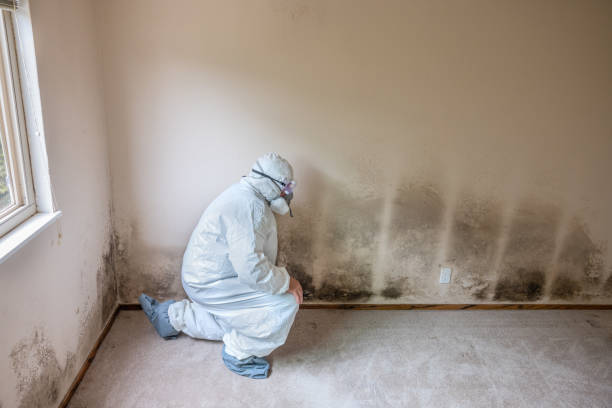 Best HVAC Mold Inspection and Cleaning  in North Royalton, OH
