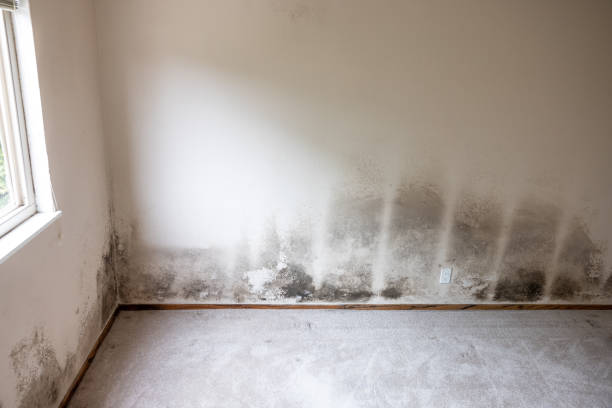Best Mold Damage Restoration  in North Royalton, OH
