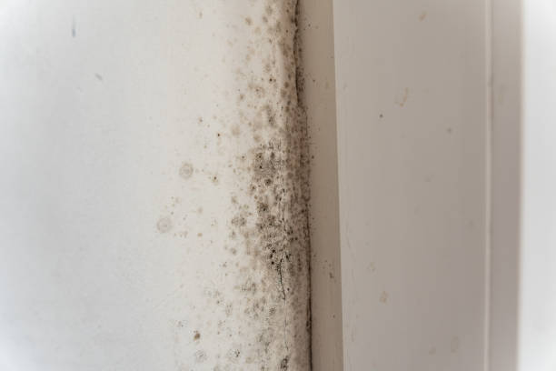 Best Residential Mold Inspection & Testing  in North Royalton, OH