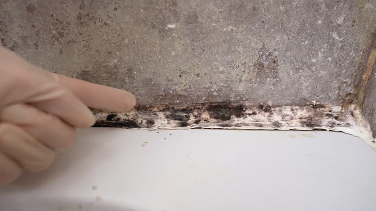 Best Post-Construction Mold Inspection  in North Royalton, OH