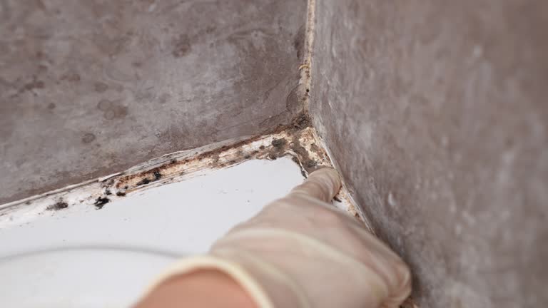 Best Mold-Related Health Consultation  in North Royalton, OH